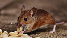 Find Exterminators in Sampson County